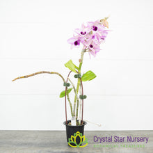 Dendrobium Hsinying Sweet Scent 'Sakura Beauty'