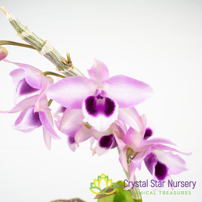 Dendrobium Hsinying Sweet Scent 'Sakura Beauty'