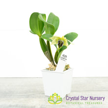 Dendrobium Little Atro x self (6897)