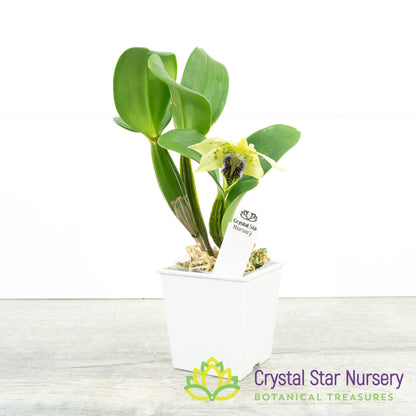 Dendrobium Little Atro x self (6897)
