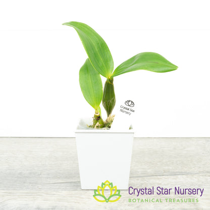 Dendrobium Little Atro x self (6897)