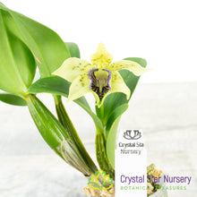 Dendrobium Little Atro x self (6897)
