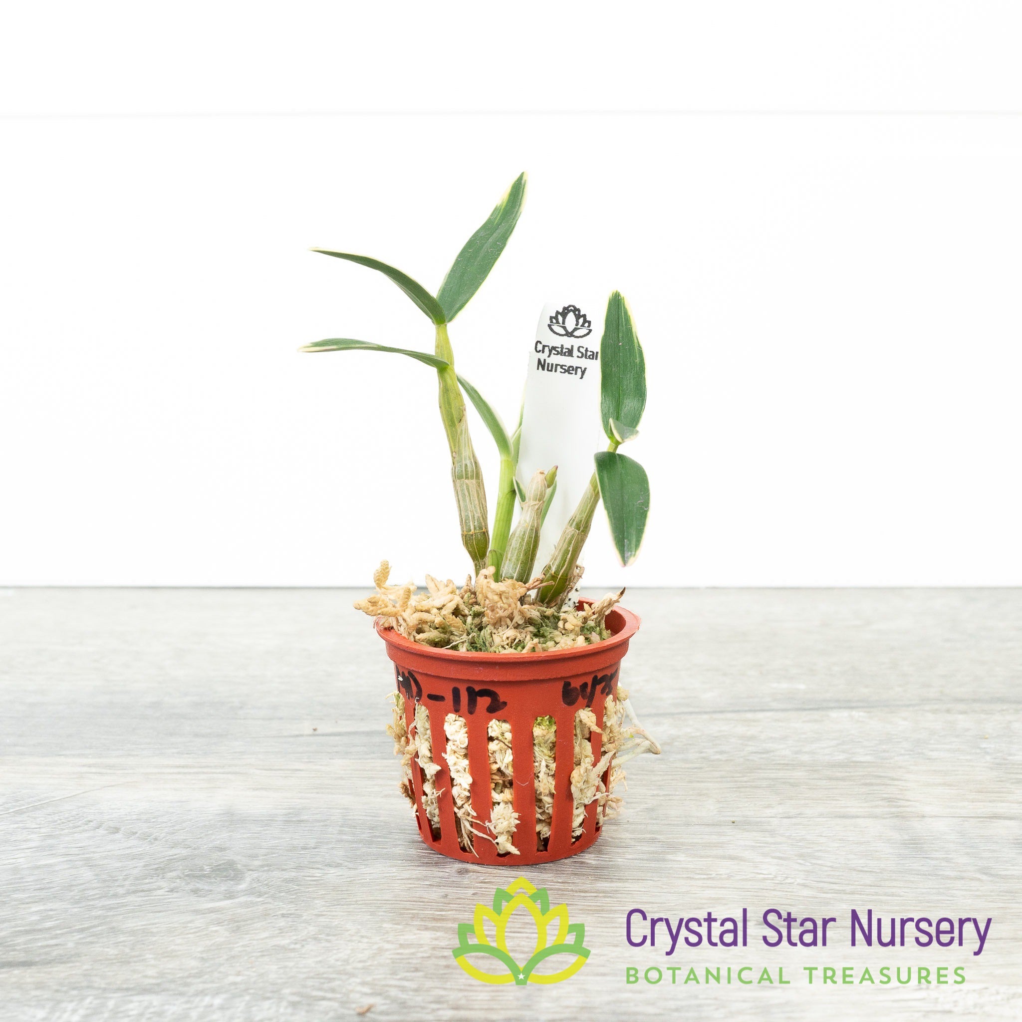 Dendrobium Moniliforme (Variegated) (MD112) – Crystal Star Nursery