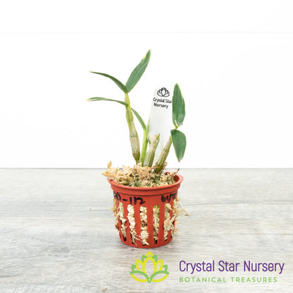 Dendrobium Moniliforme (Variegated) (MD112)