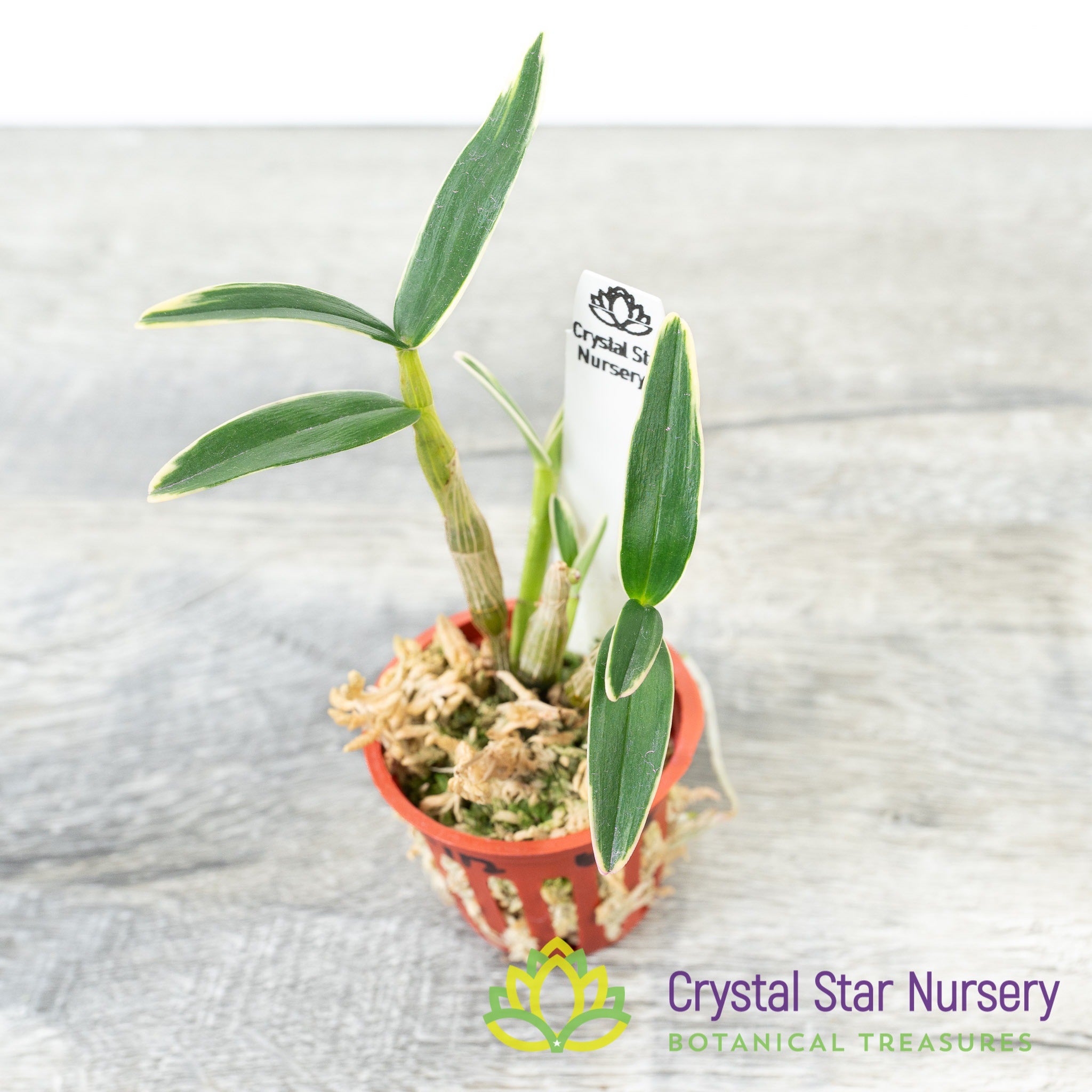 Dendrobium様　マリー　１２ Dendrobium Moniliforme (Variegated) (MD112) – Crystal Star Nursery