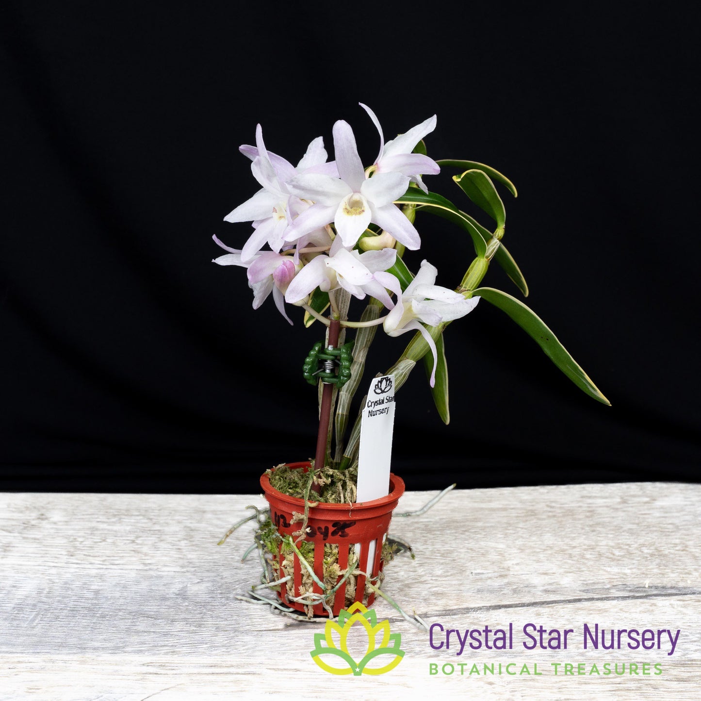 Dendrobium Moniliforme (Variegated) (MD112)