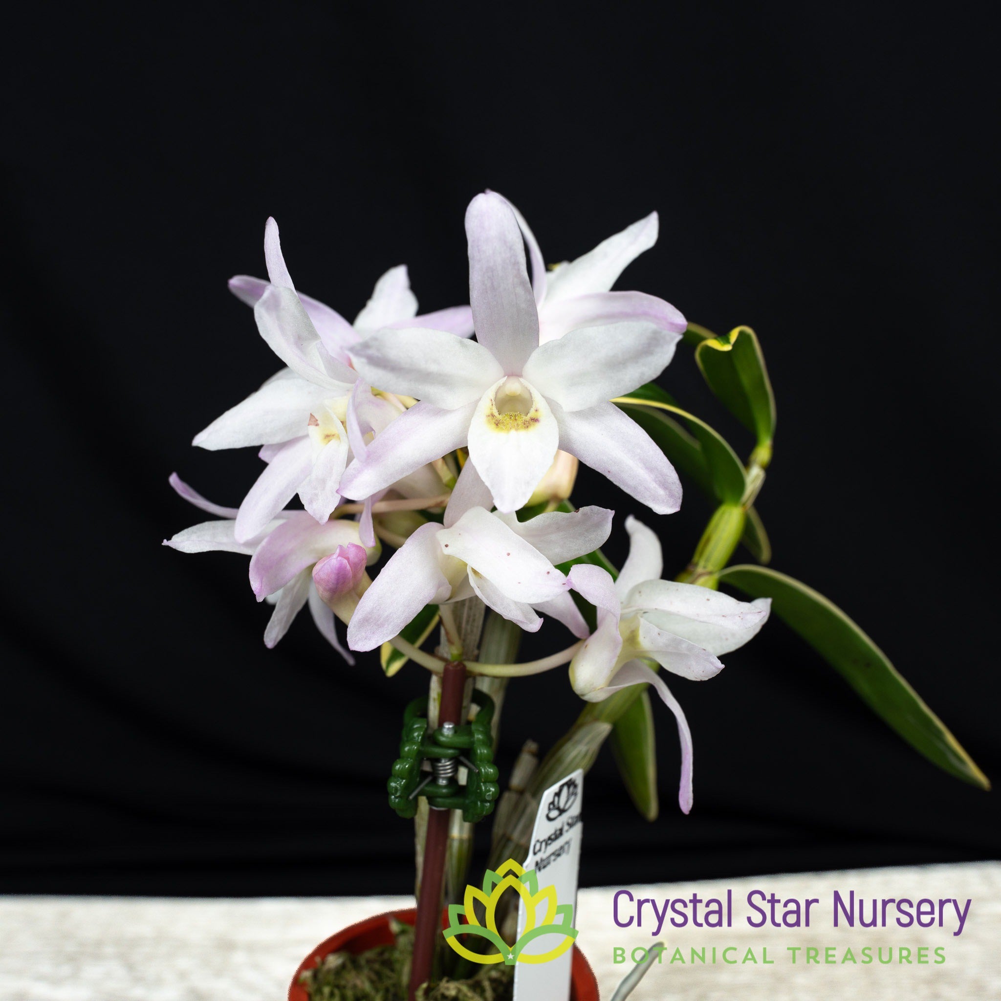 Dendrobium様　マリー　１２ Dendrobium Moniliforme (Variegated) (MD112) – Crystal Star Nursery