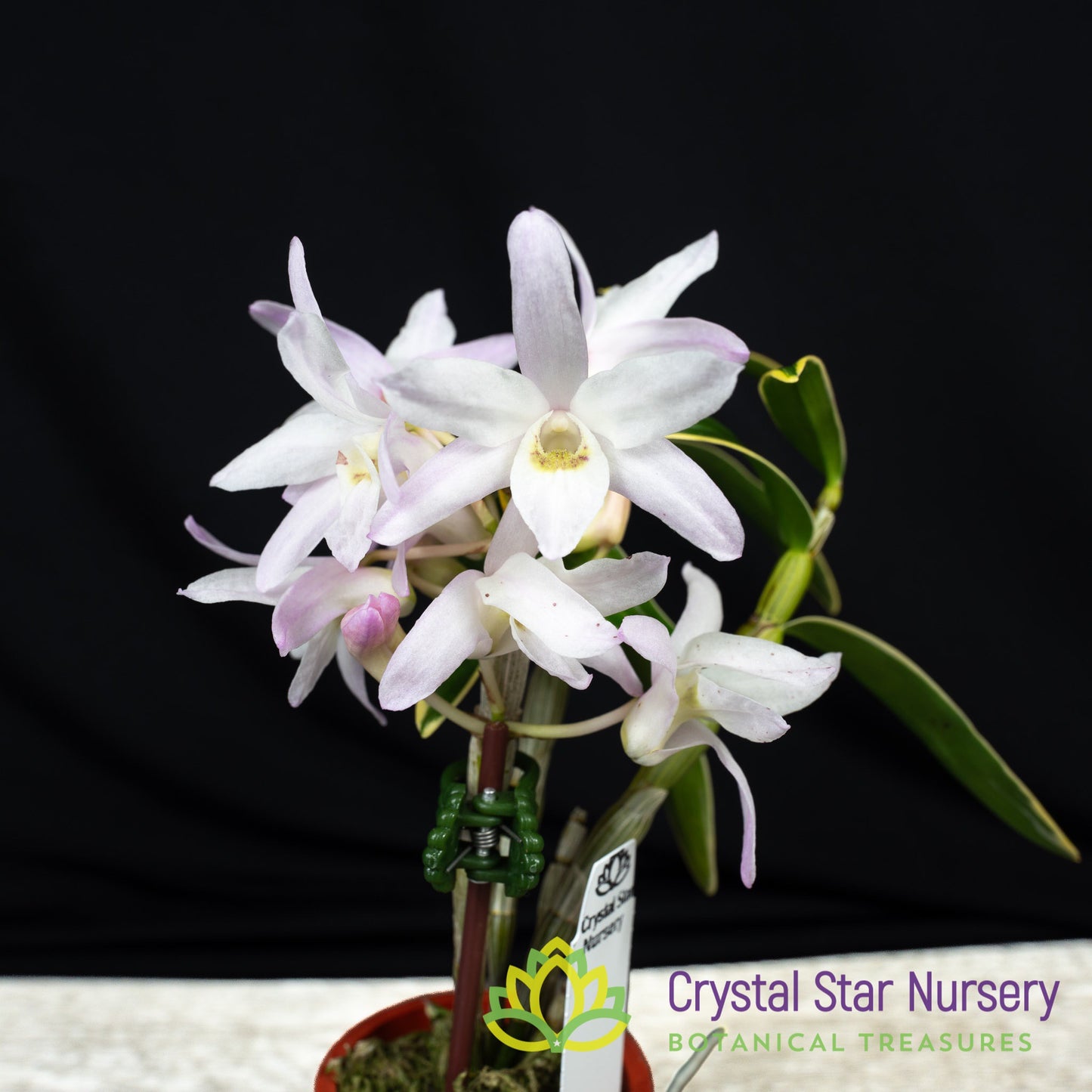 Dendrobium Moniliforme (Variegated) (MD112)