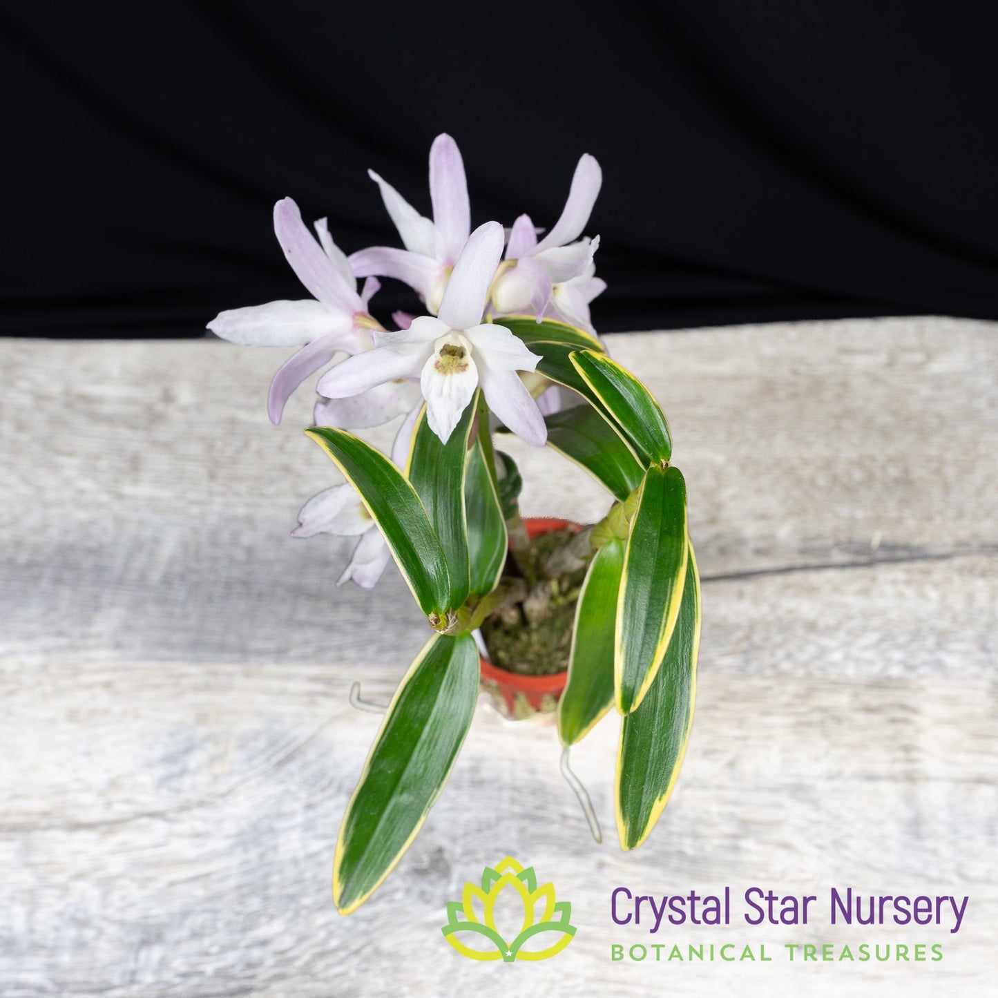 Dendrobium Moniliforme (Variegated) (MD112)