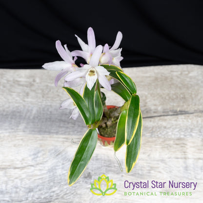 Dendrobium Moniliforme (Variegated) (MD112)