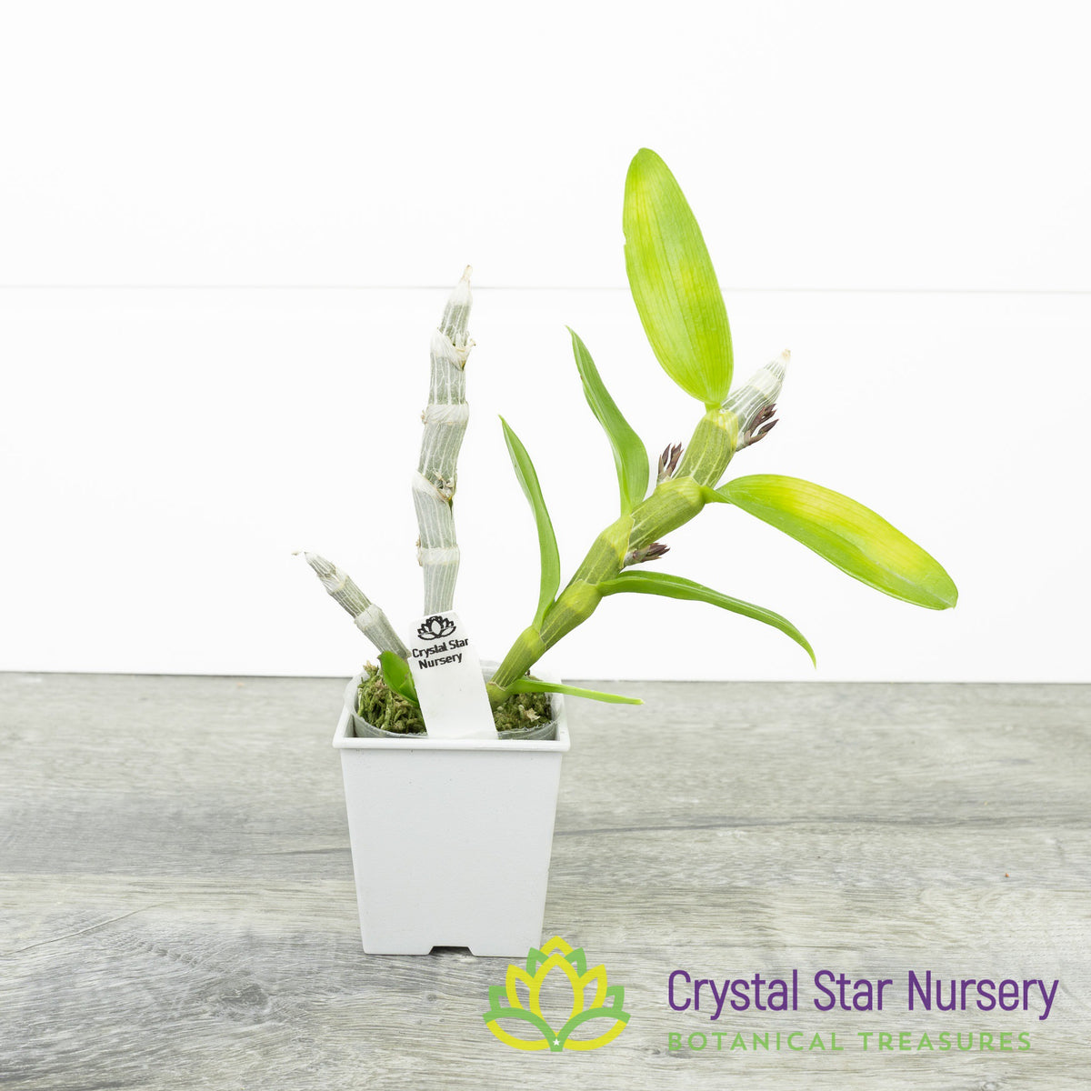 Dendrobium Nestor x Parishii (GF14)