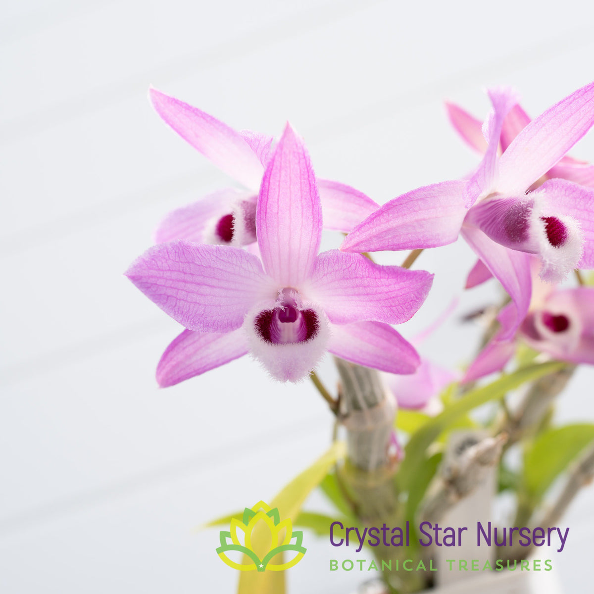 Dendrobium Nestor x Parishii (GF14)
