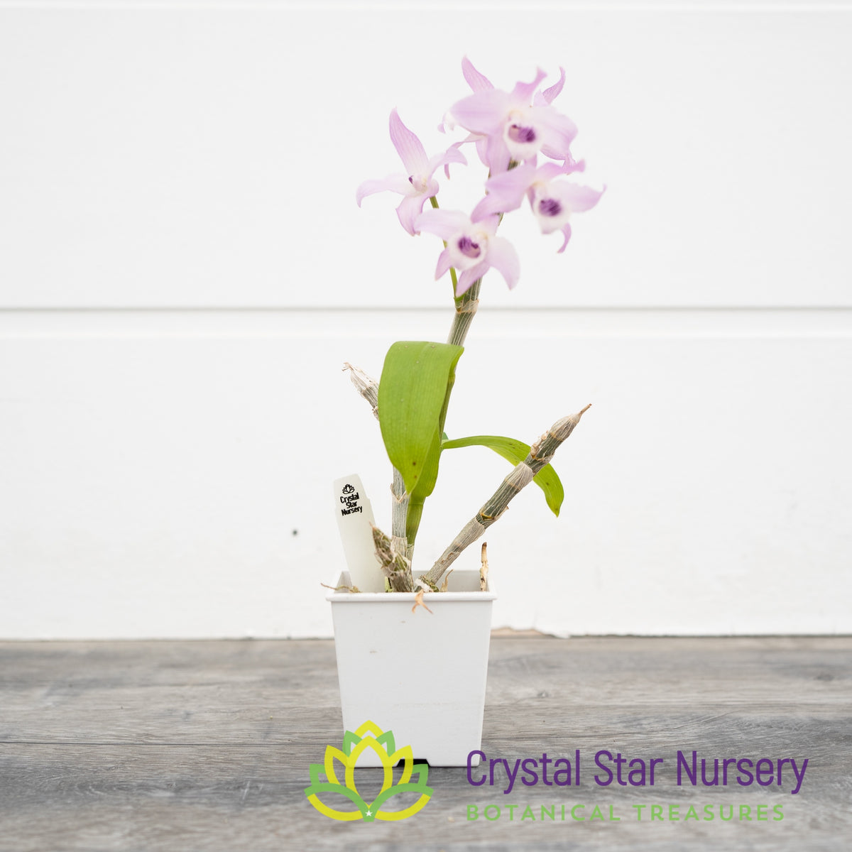 Dendrobium Parishii Coerulea x sib