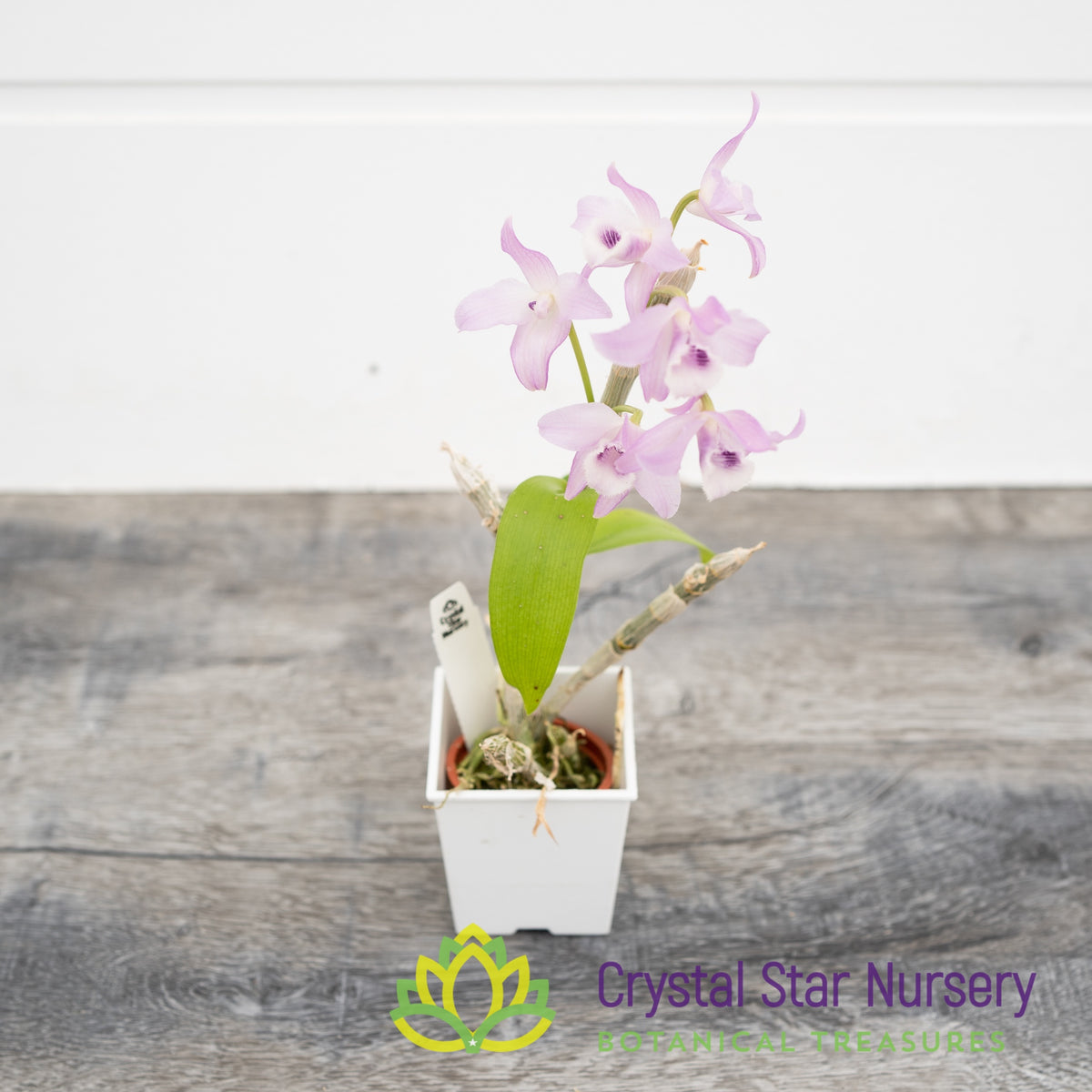 Dendrobium Parishii Coerulea x sib