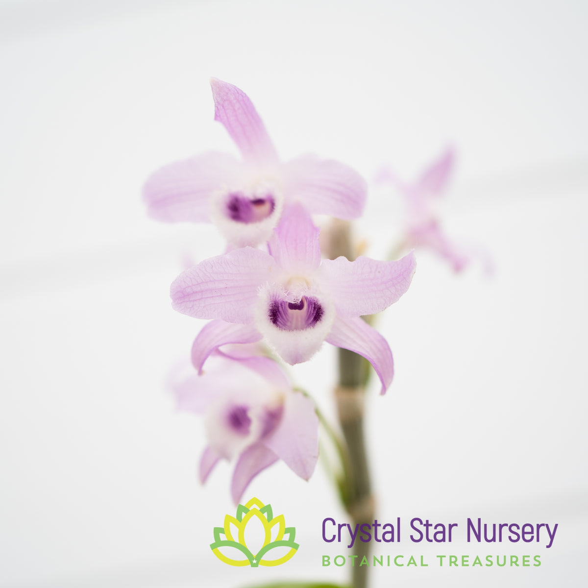 Dendrobium Parishii Coerulea x sib