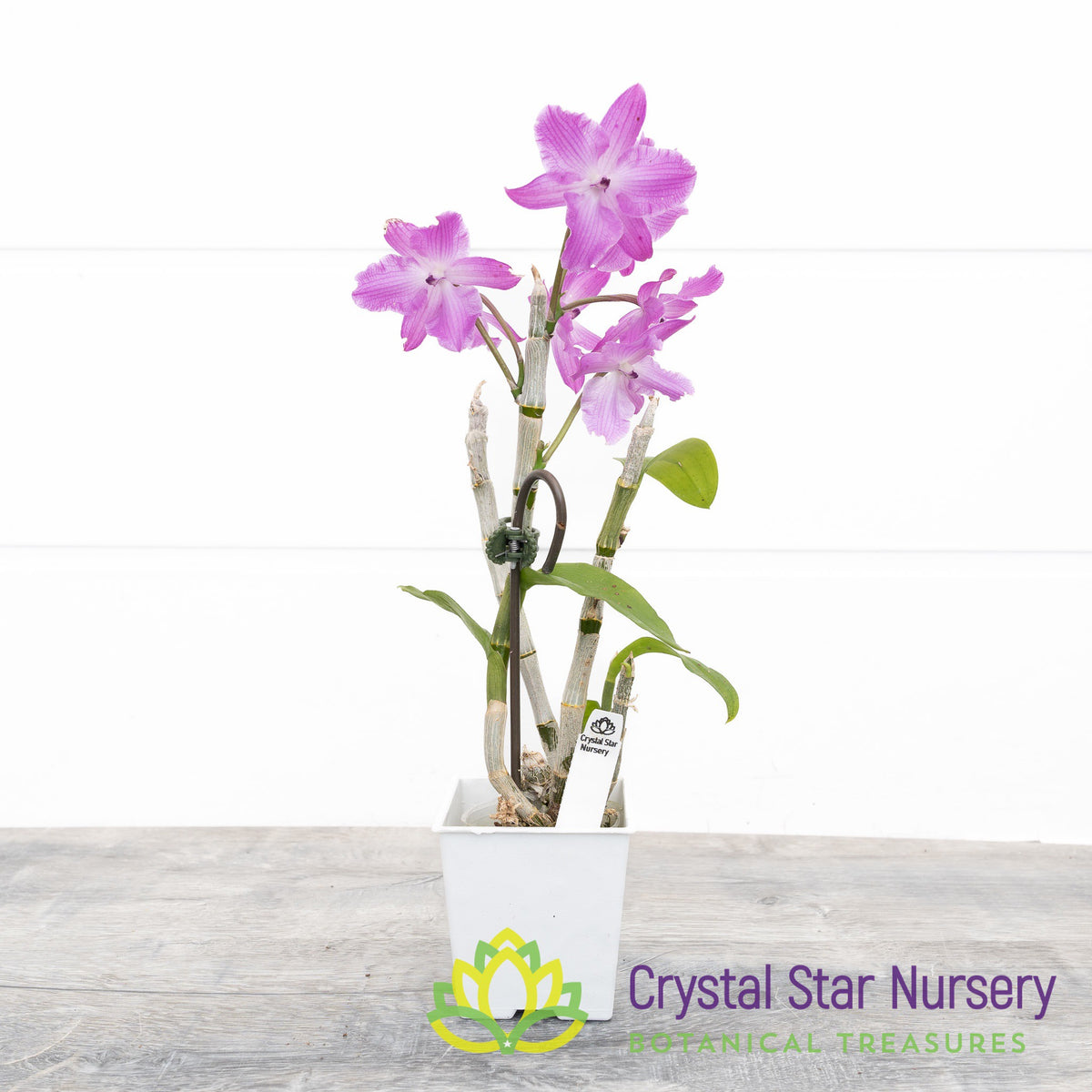 Dendrobium Parishii var. Petaloid (CF17)