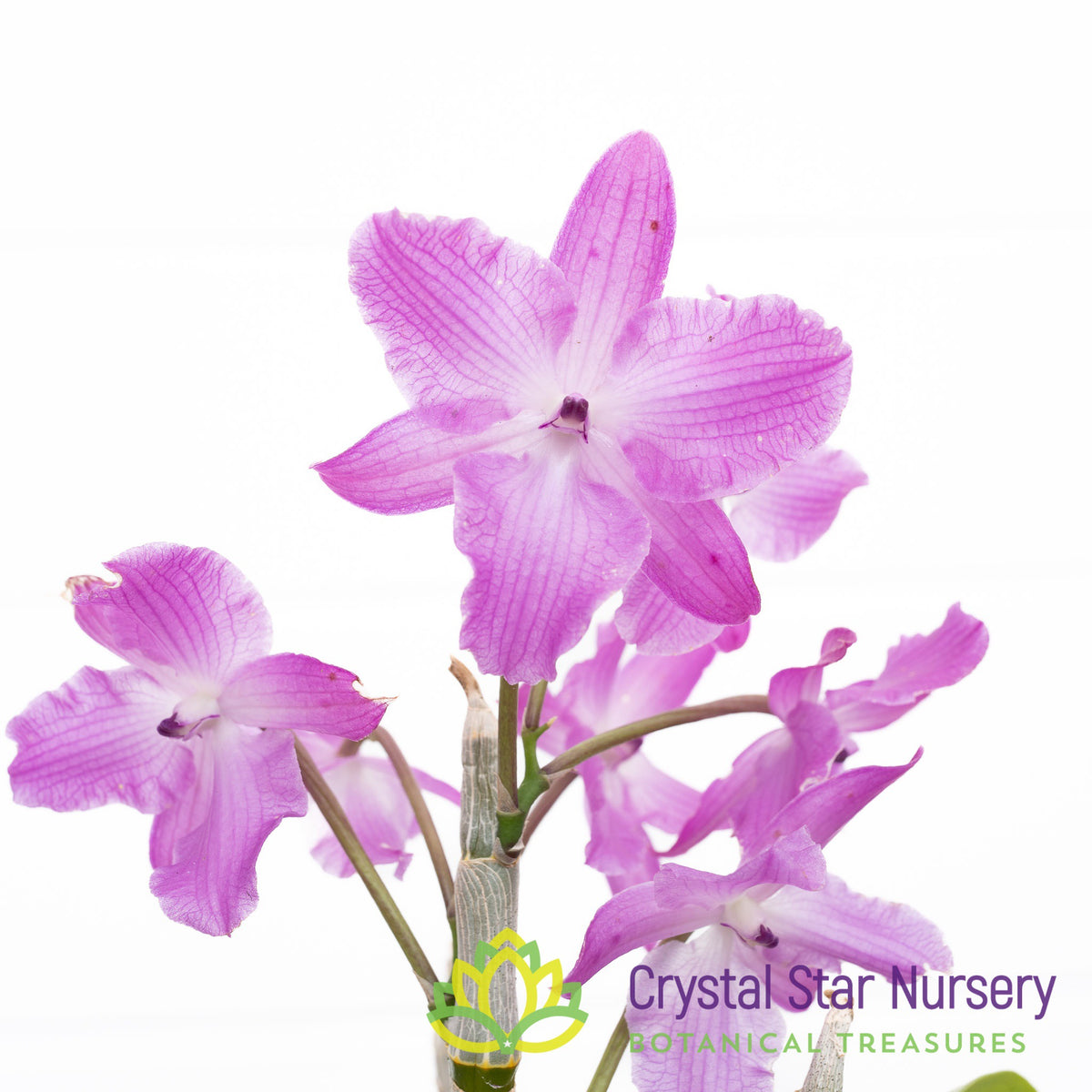 Dendrobium Parishii var. Petaloid (CF17)