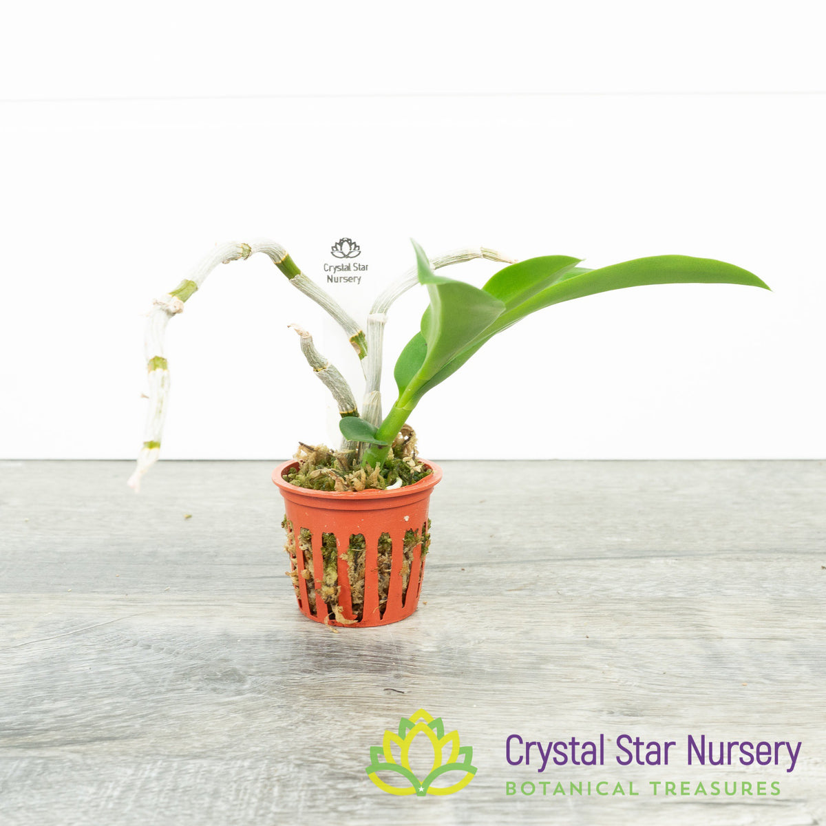 Dendrobium Parishii var. Petaloid (CF17)