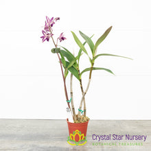 Dendrobium Purple Splash