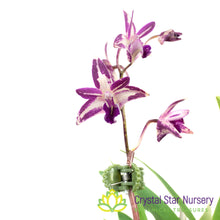 Dendrobium Purple Splash