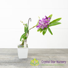 Dendrobium Rainbow Dance