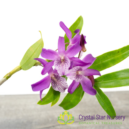 Dendrobium Rainbow Dance