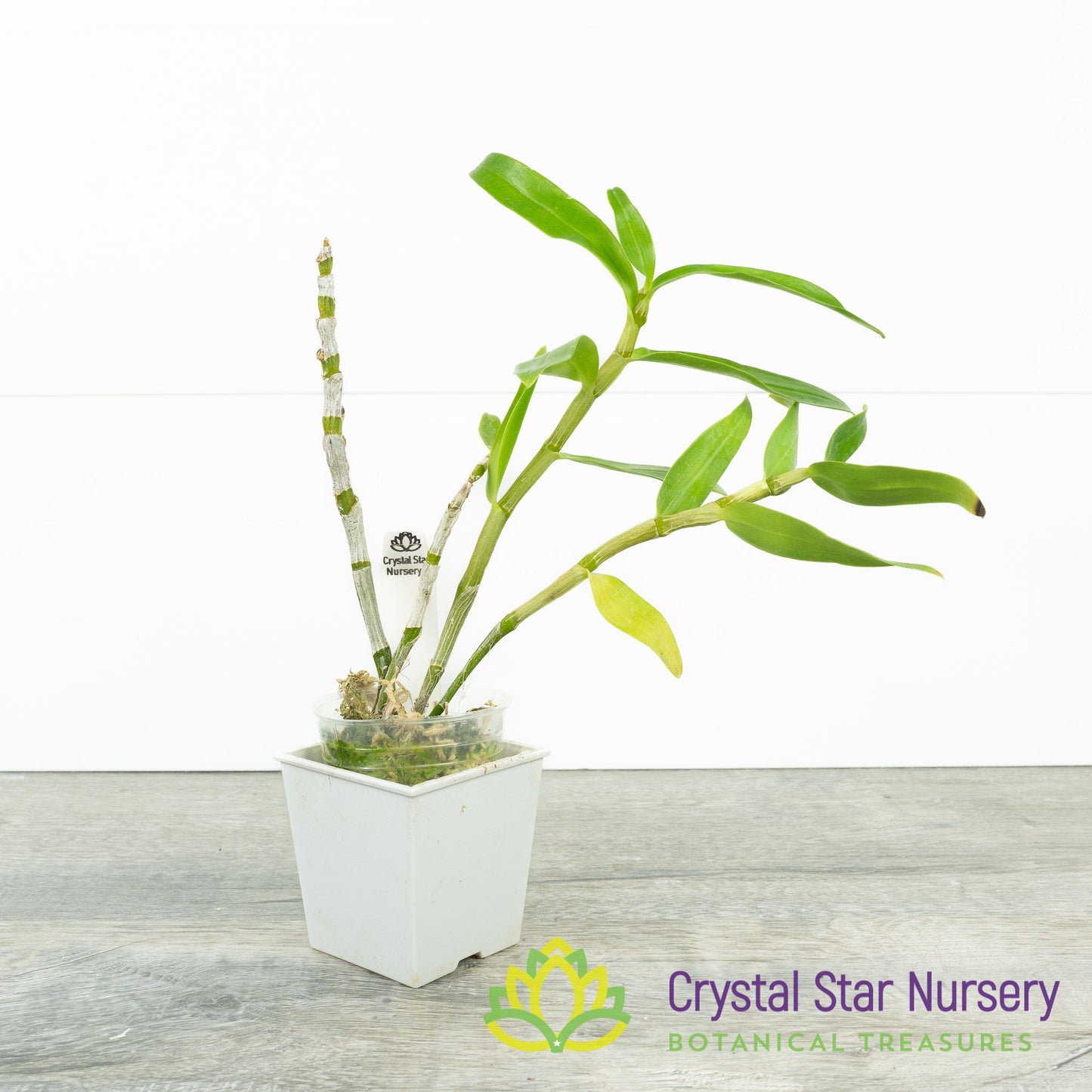 Dendrobium Rainbow Dance