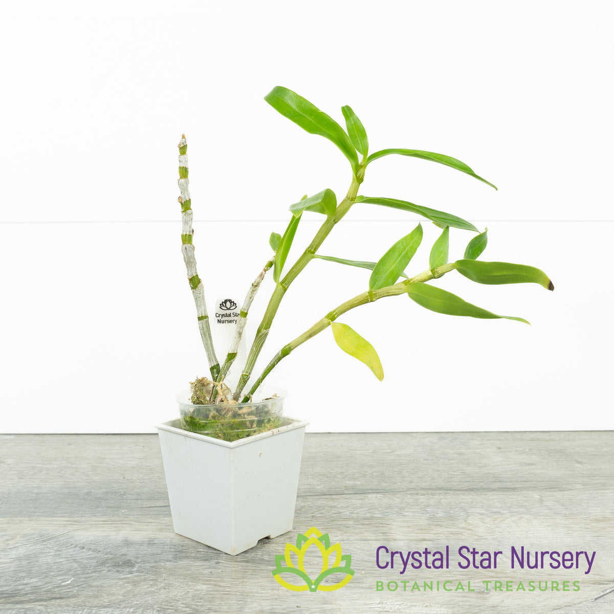 Dendrobium Rainbow Dance