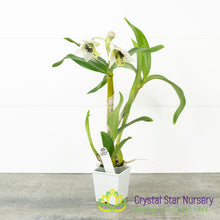 Dendrobium Roy Tokunaga (Spots x 4N) (24692)