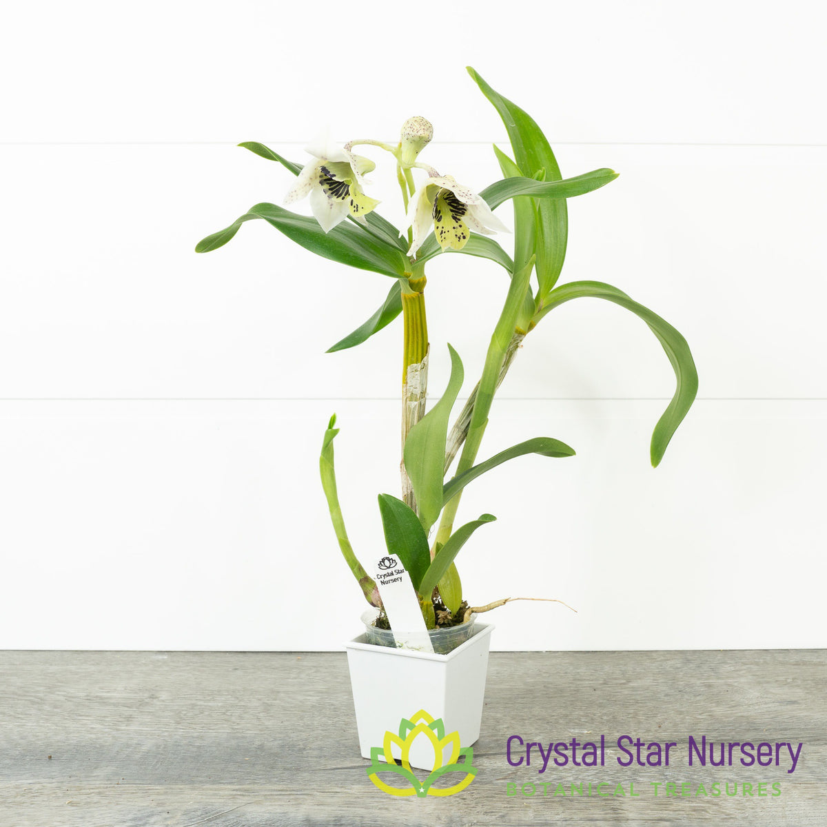Dendrobium Roy Tokunaga (Spots x 4N) (24692)