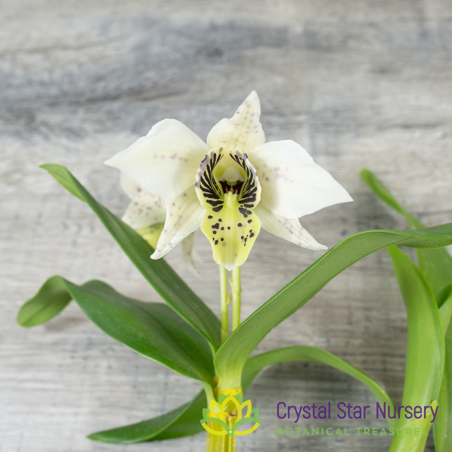Dendrobium Roy Tokunaga (Spots x 4N) (24692)
