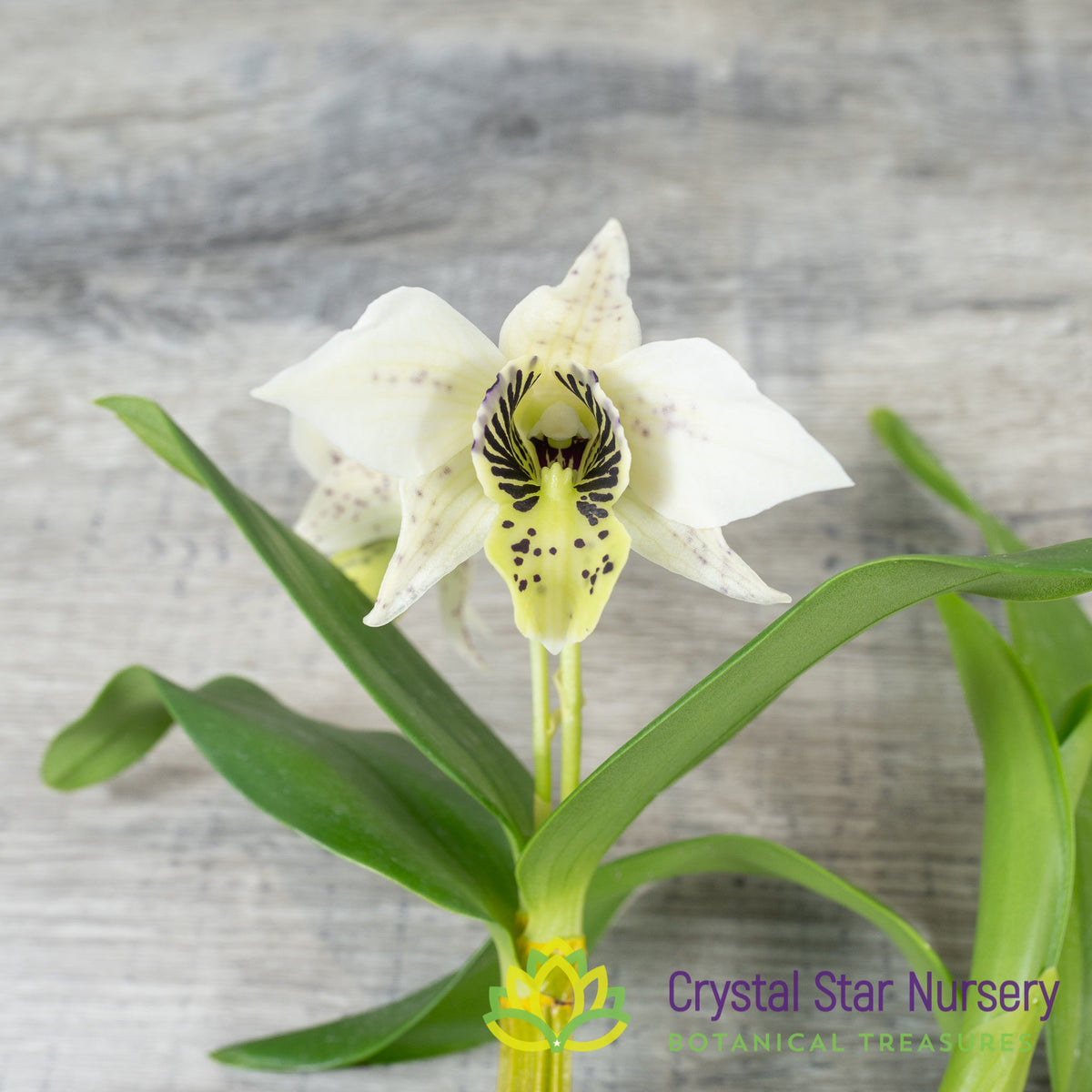 Dendrobium Roy Tokunaga (Spots x 4N) (24692)