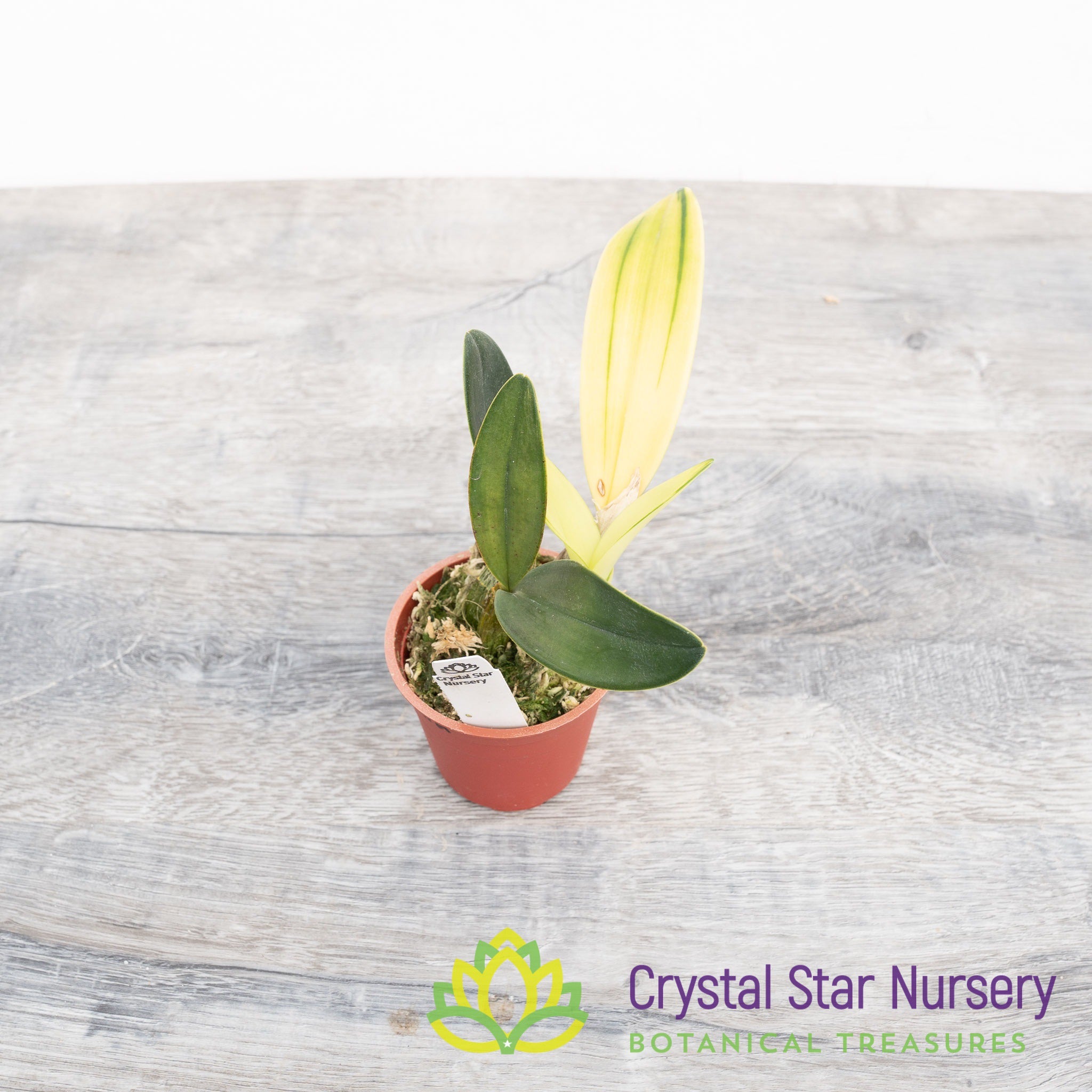 Dendrobium Speciosum 'Maizuru' – Crystal Star Nursery