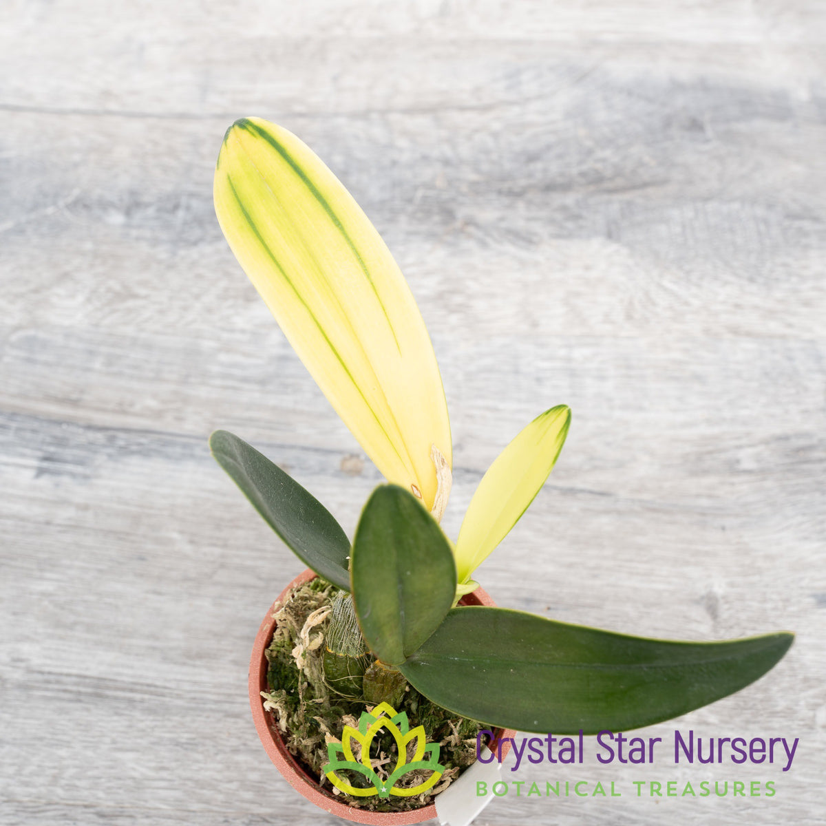 Dendrobium Speciosum ‘Maizuru’