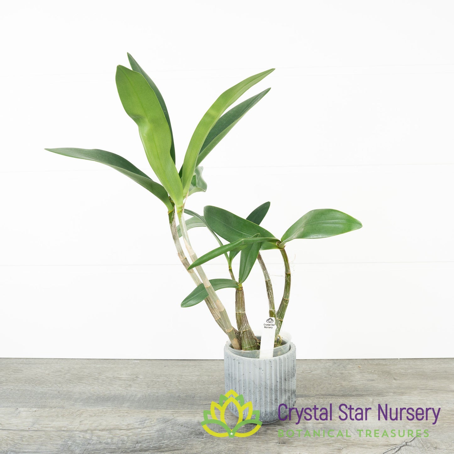 Dendrobium Speciosum x Kingianum