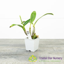 Dendrobium Spectabile 'Dark'