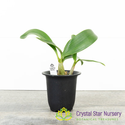 Dendrobium Spectabile (Dwarf Variety)