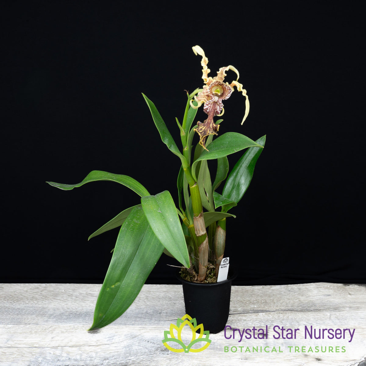 Dendrobium Spectabile (Dwarf Variety)