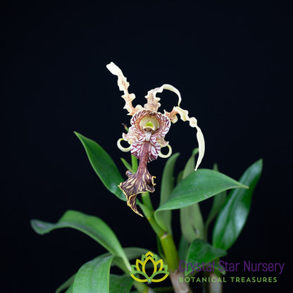 Dendrobium Spectabile (Dwarf Variety)