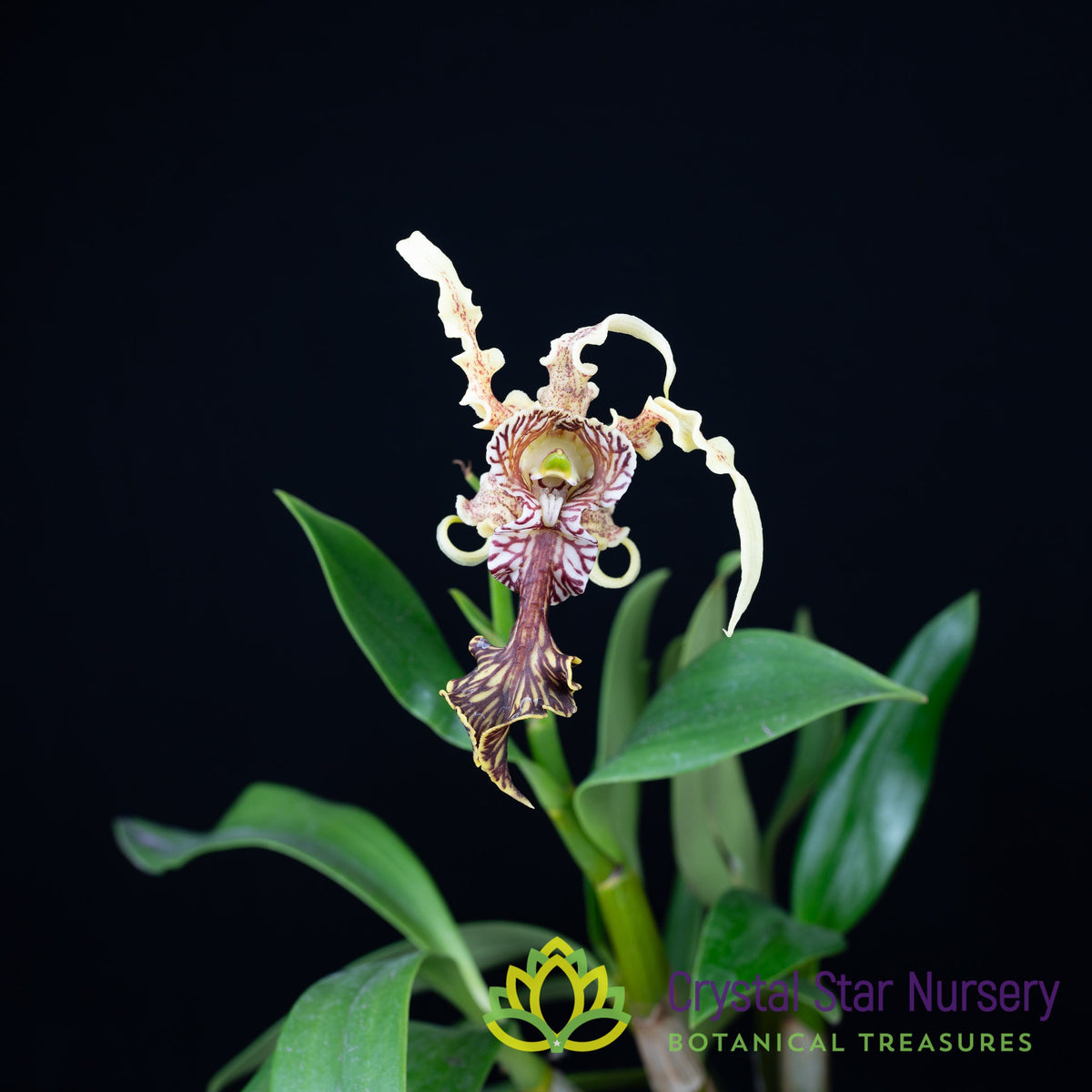 Dendrobium Spectabile (Dwarf Variety)