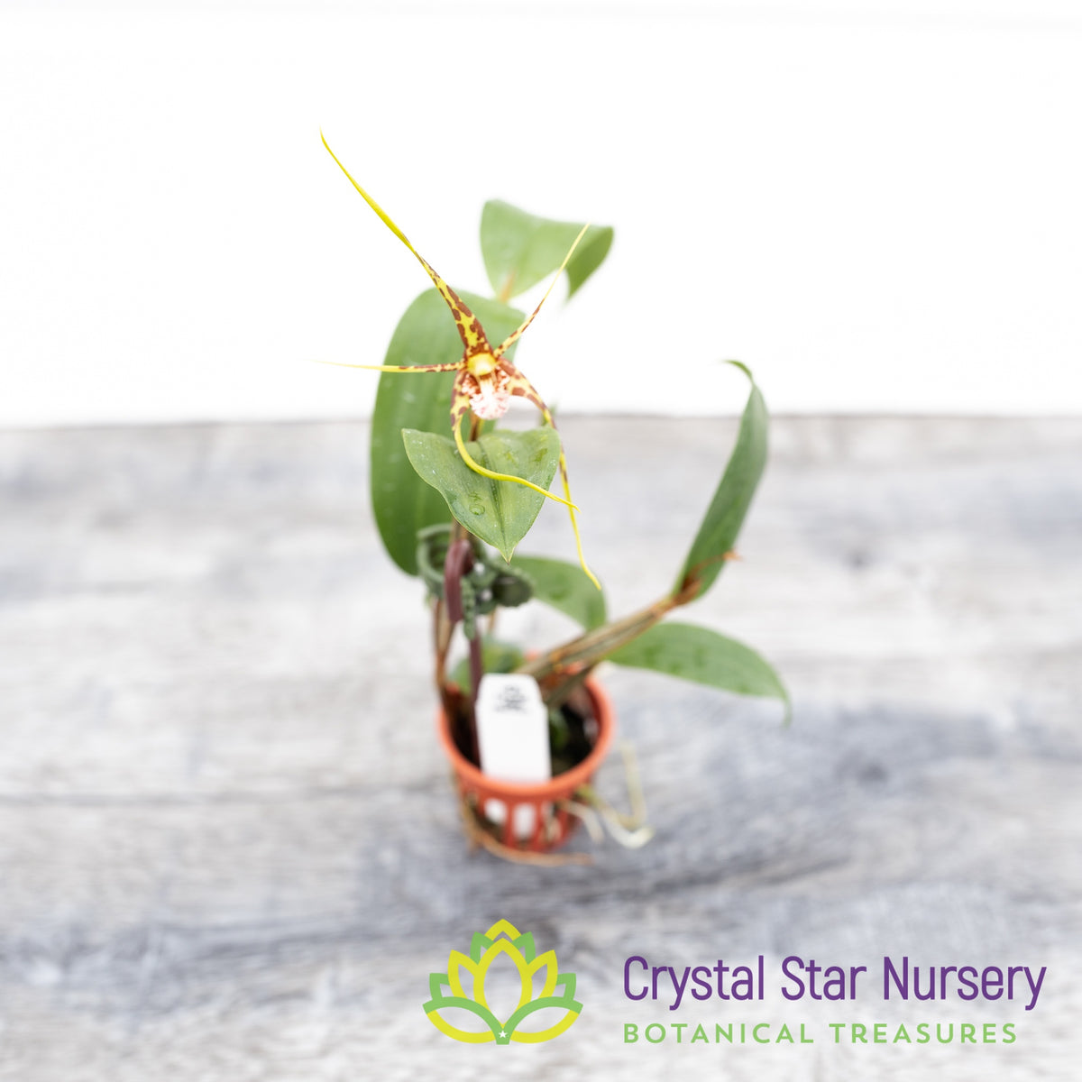 Dendrobium Tetragonum x self (NS41)