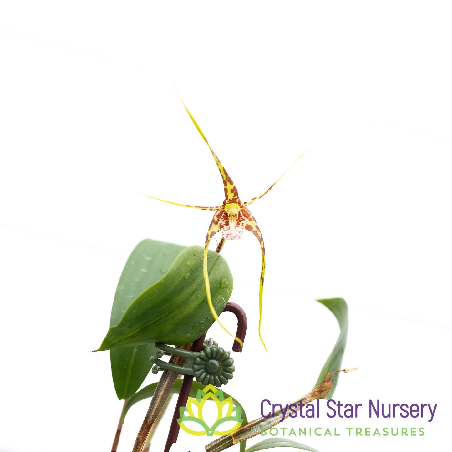 Dendrobium Tetragonum x self (NS41)