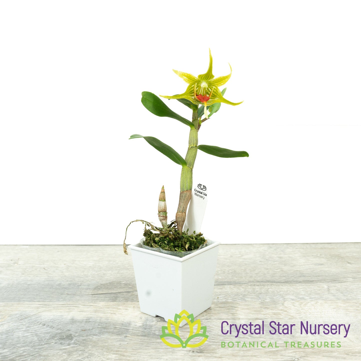 Dendrobium Tobaense var. Giganteum x sib (A131)