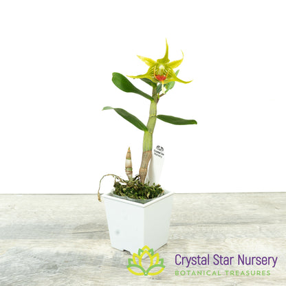 Dendrobium Tobaense var. Giganteum x sib (A131)