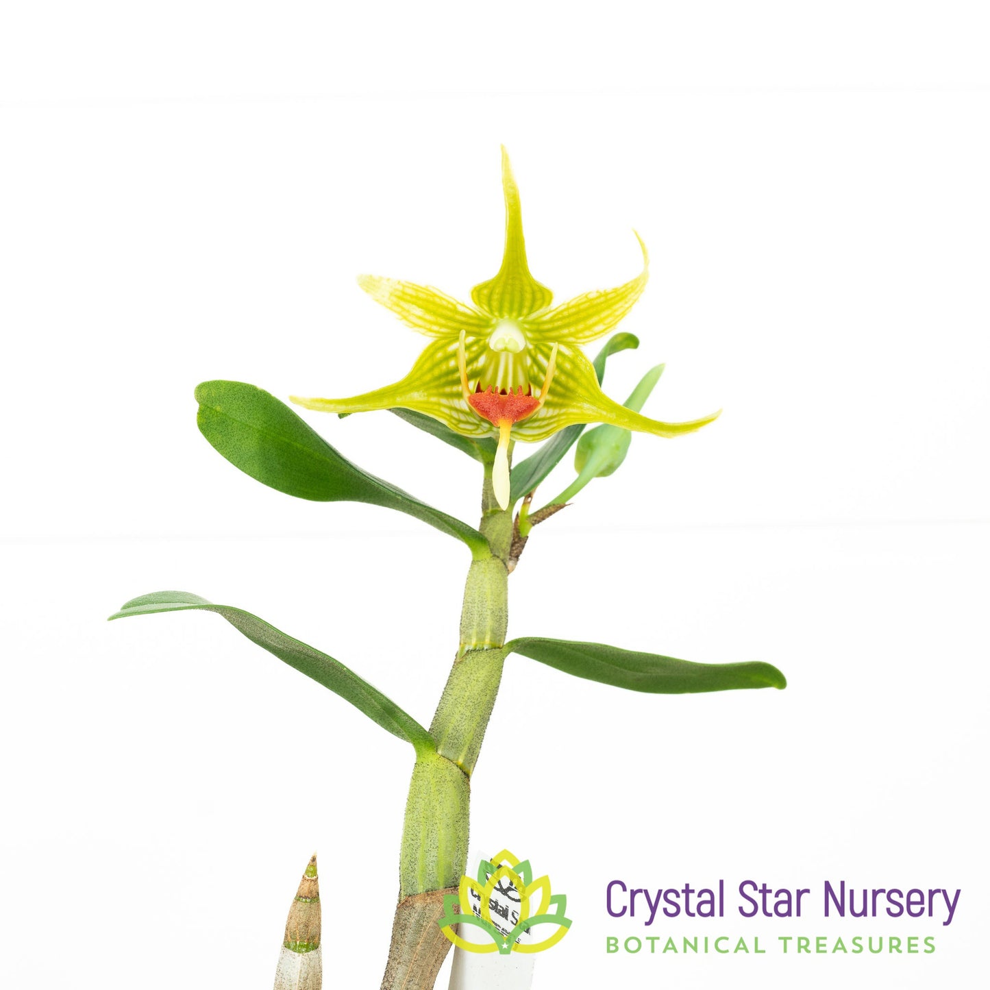 Dendrobium Tobaense var. Giganteum x sib (A131)