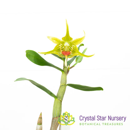Dendrobium Tobaense var. Giganteum x sib (A131)