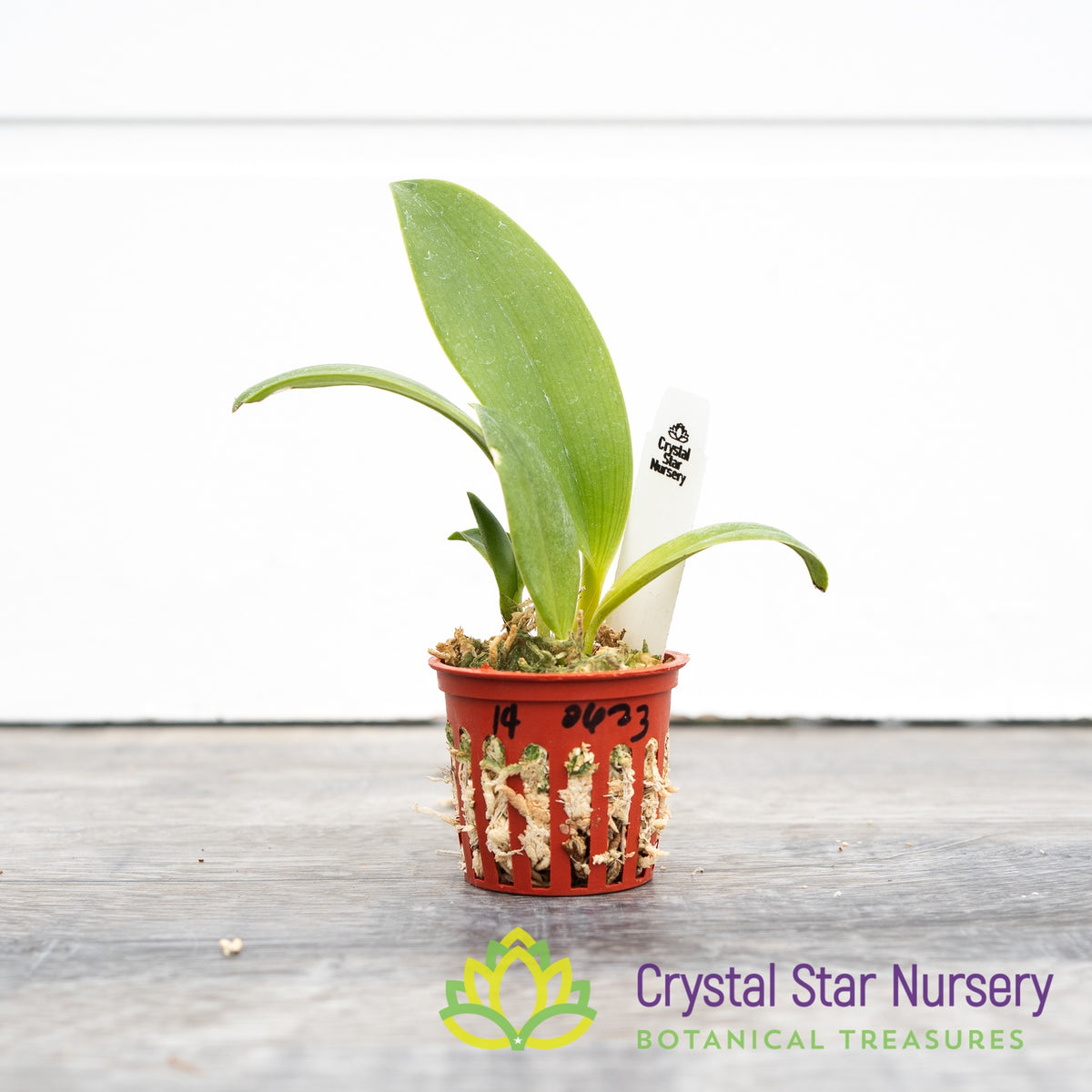 Dendrobium/Inobulbum Munificum (#14)