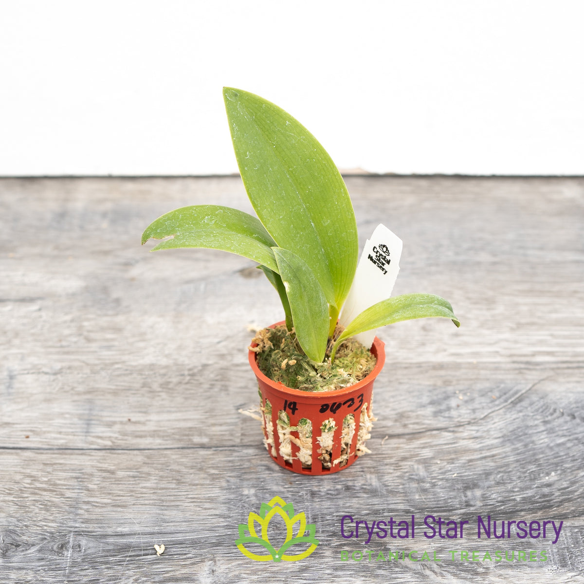 Dendrobium/Inobulbum Munificum (#14)