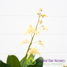 Dendrobium [(Pee Wee X Zip) X Victoria Flare] X Speciosum ‘Curvacaule’ (1850C)