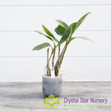 Dendrobium [(Pee Wee X Zip) X Victoria Flare] X Speciosum ‘Curvacaule’ (1850C)